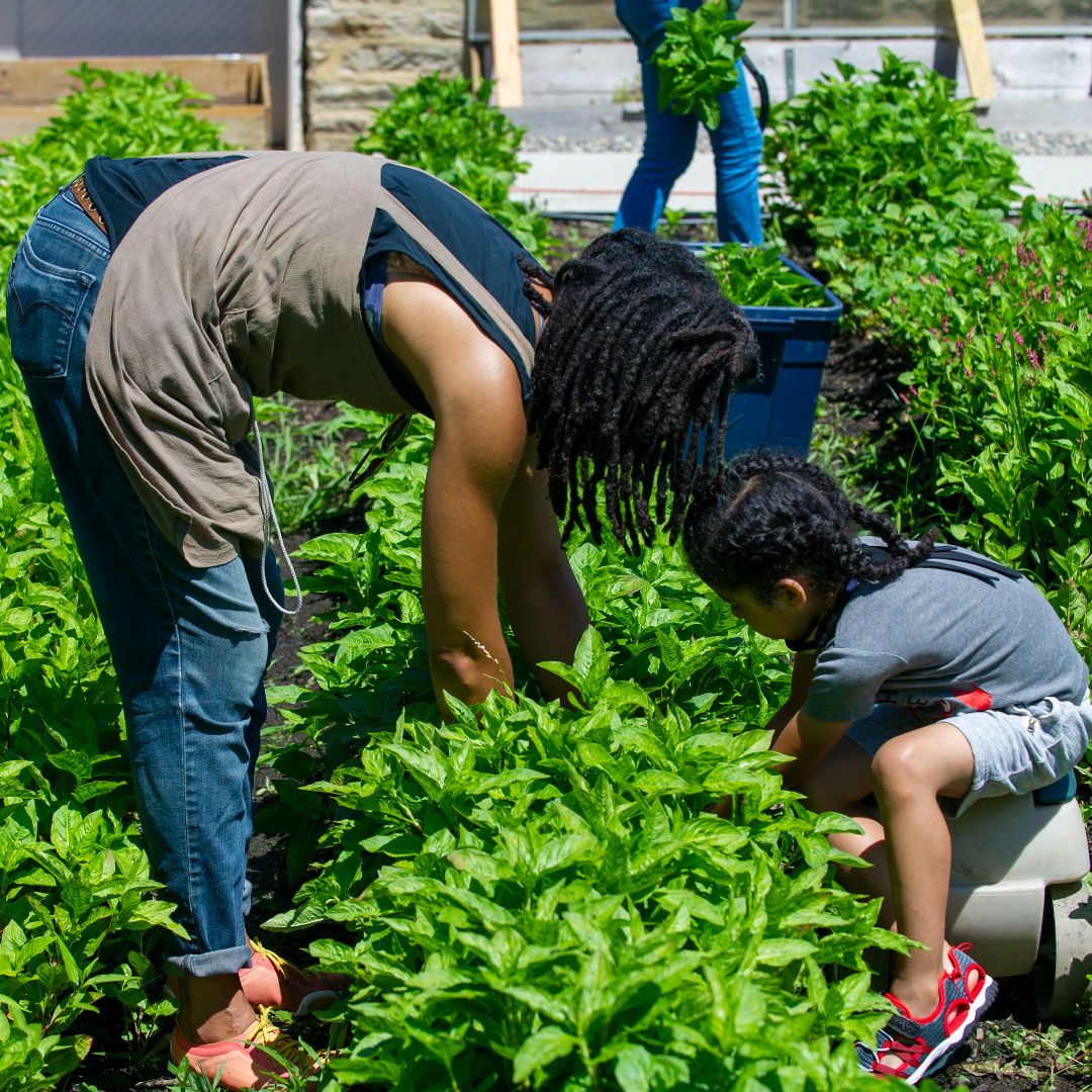 Episode 122: Indigo Growing and Natural Dyeing in Central Baltimore With Kenya Miles